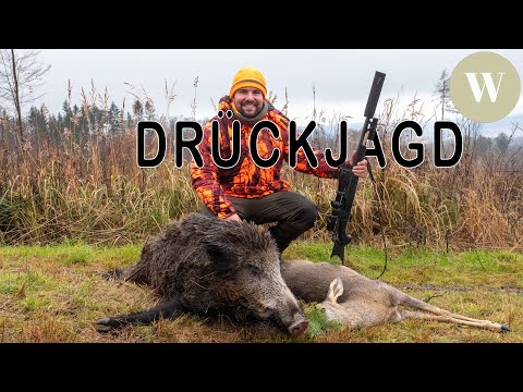 Driven hunt in the Westerwald | Success with wild boar and roe deer | Driven hunt | WaldGeist