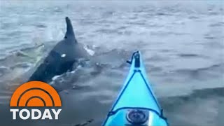Dolphins Swimming In The Hudson River Delight Kayakers