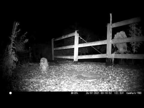 Juvenile tawny owl visiting our garden UK British wildlife trail camera campark t80 nature