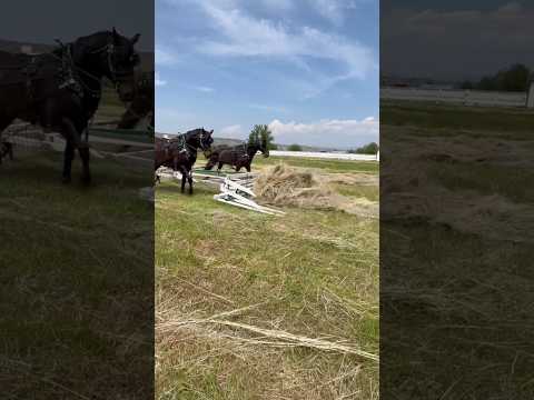 Before Tractors, There Were Horses 🐎🌾 #farm #farming # #farmlife