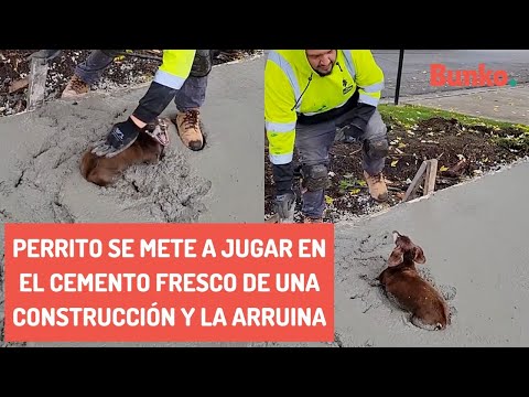 Perrito se mete a jugar en el cemento fresco de una construcción, y la arruina