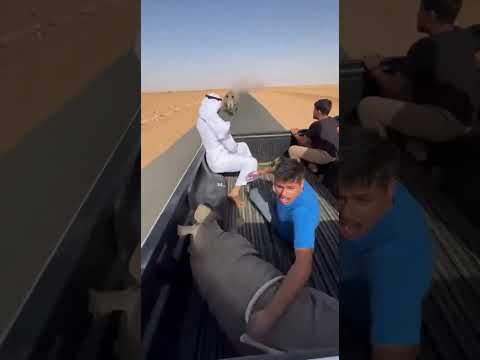 وحيد قرن يلاحق سيارة لأن ابنه بداخلها! 😱🦏 #اكسبلور #ترند #السعودية #فيديوهات_قصيرة #shorts #viral