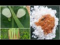 Aloe Vera Recipes In Village Healthy Aloe Vera Curry Aloe Vera Kuzhambu And Juice Ep 75
