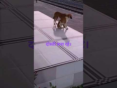 dhanvi ka dhoom#kutta#dogs#kidsshorts