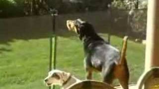 Re: Reh Dogg-Why Must I Cry  (www.musicvideo20.com