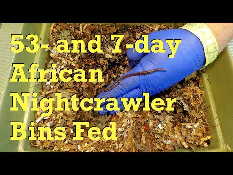 African nightcrawler adult worm bin at 1 week - vermicompost