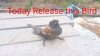 Today Release this bird #commendnamethisbird