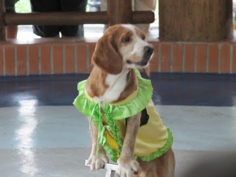 DOGS AND MONKEYS CIRCUS