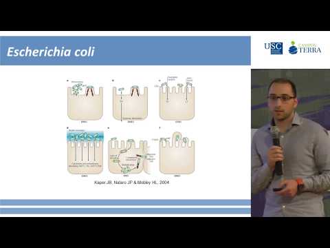 Vídeo: Resistencia á colistina en cepas de E. coli de orixe porcina