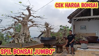 Download lagu CEK BONSAI JUMBO', LOA, SERUT DLL📞0813-3604-7544@JeckpaeyBonsai91  mp3 Download lagu CEK BONSAI JUMBO', LOA, SERUT DLL📞0813-3604-7544@JeckpaeyBonsai91  mp3