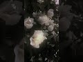 Kar Dena Choti Moti Galtiyon Ko Maaf New Aesthetic Status Video Song Short Status