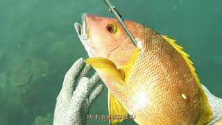 【海野人 Spearfishing 】Vlog.穩紮穩拿！白星笛鯛 紅魚海雞母