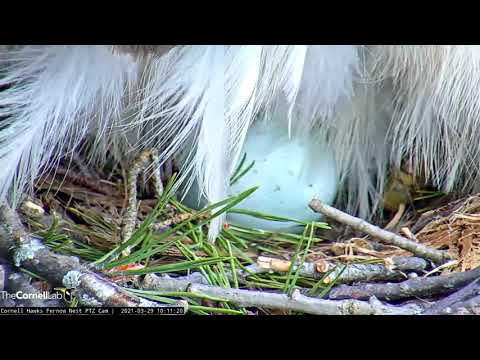 Big Red Lays Egg #2 | #CornellHawks Cam – March 29, 2021