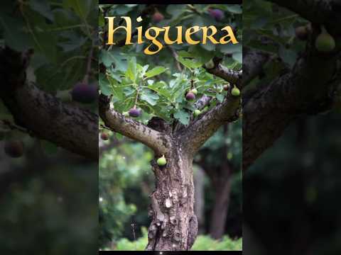 La Higuera.