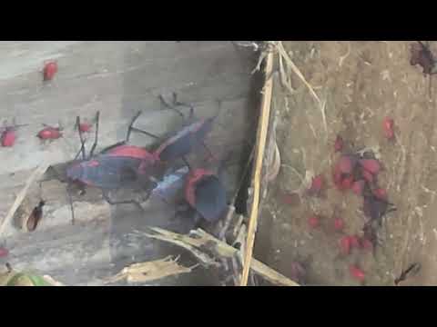Fence Belongs to the Boxelder Bugs in Brick, NJ