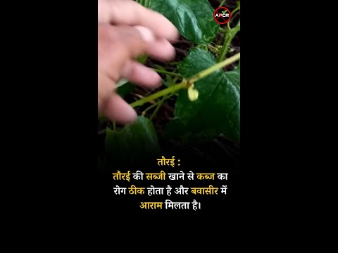 Treatment of Piles with Natural and Home Remedies : Turai  | Ayurvedic Health Tips For Piles #shorts