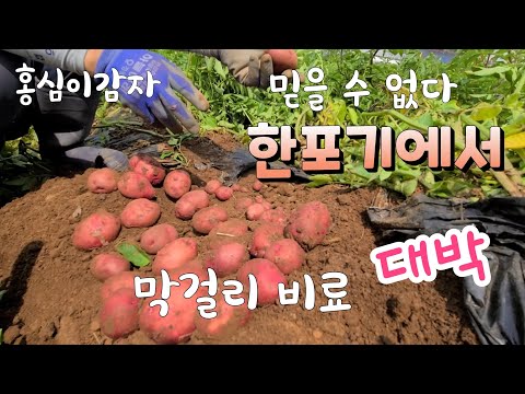 , title : '막걸리 비료 효과 대~박 홍심이 감자 한포기에 믿을수 없다'