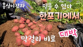 막걸리 비료 효과 대~박 홍심이 감자 한포기에 믿을수 없다
