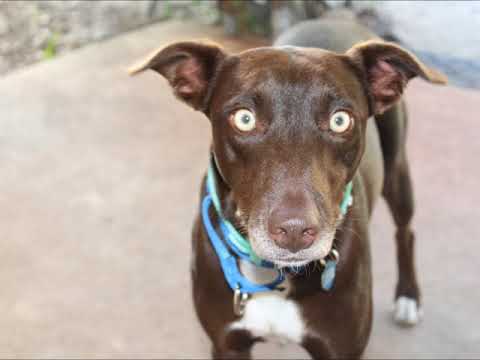 Olive, an adopted Border Collie & Catahoula Leopard Dog Mix in Baltimore, MD_image-1