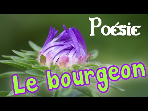 Poésie 🌹 Le bourgeon / Bonjour de Paul Géraldy 🌹