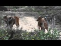 Bluer Pastures - Braden Bluer Pastures