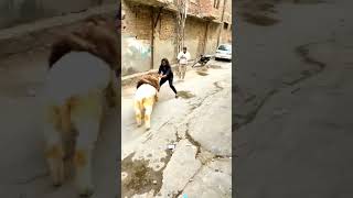 funny csk videos #shorts