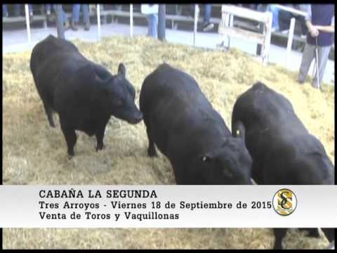 18-09-15 Venta de Toros y Vaquillonas - La Segunda de Buus - Tres Arroyos