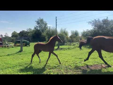 Thoroughbred colt by Uriko - Quidame de Revel
