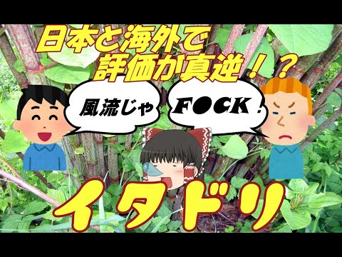 鳥のイタドリ 植物