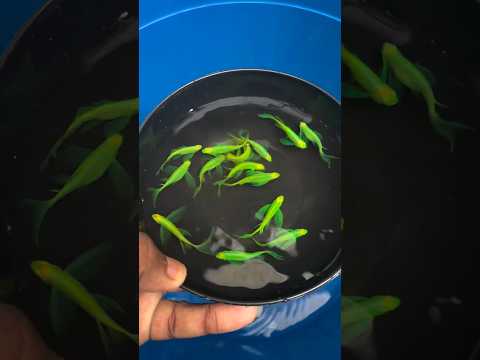 beautiful veil tail zebra danio fish ❤️ 😍 #shorts #wildlifeandpets #aquarium #fish #zebradanios