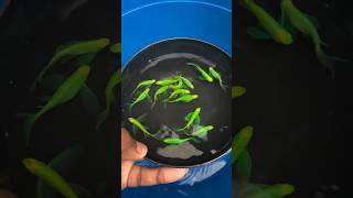 beautiful veil tail zebra danio fish ❤️ 😍 #shorts #wildlifeandpets #aquarium #fish #zebradanios