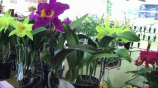 preview picture of video '2010台南市蘭藝協會冬季全國蘭花大展(Tainan City Orchid Show)'