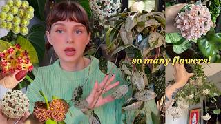 all of my hoya that flowered in 2025 🌸