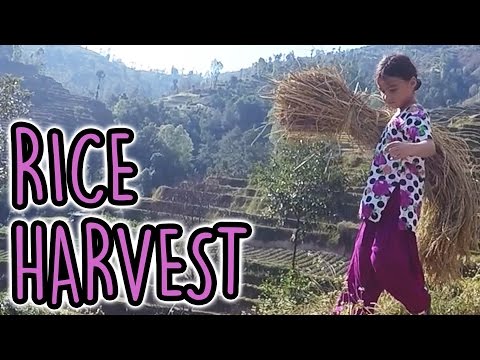Harvesting Rice – Beat them on the ground  🌏  Miriam & Eva on the road