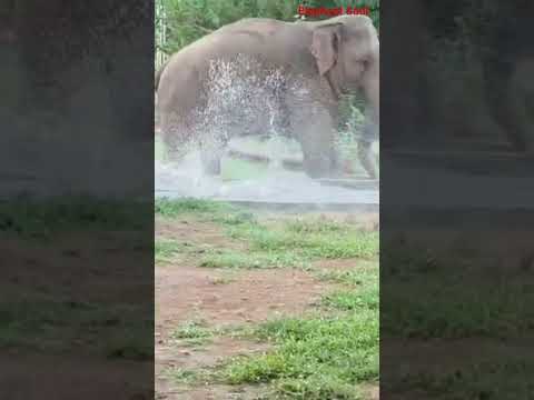 ViralVid #IndianWildlife #AsianElephant #ViralReel #MaaAurBeta #PashuPrem #IncredibleIndia