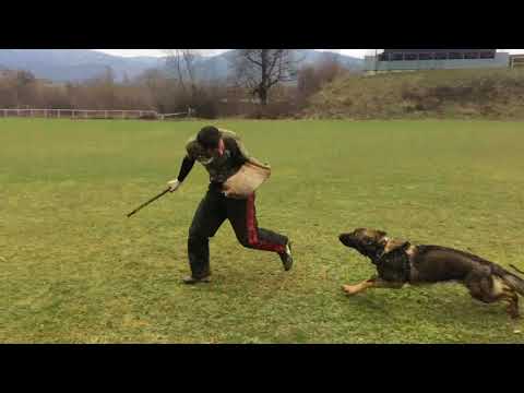 Quatro Hexer - defence 13 months