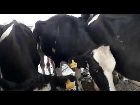 Crisis: Tambero entrerriano aparta las vacas lecheras para mandar a faena