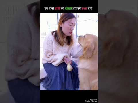 #cute dog donates eyes to his friend dog #shortvideoviral #dogs