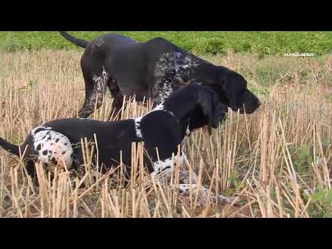 رووعة كلاب البراك الألماني في صيد السمان، Chasse de la caille des blés