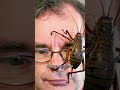 Giant Weta The Biggest Insert In The World