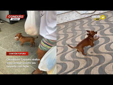 Vídeo: Cachorrinho Toquinho viraliza após carregar sozinho seu saquinho com ração.