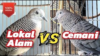 Download lagu Perkutut Lokal Gacor Vs Cemani Gacor, Sangat cocok untuk masteran perkutut lokal alam dan ternak mp3 Download lagu Perkutut Lokal Gacor Vs Cemani Gacor, Sangat cocok untuk masteran perkutut lokal alam dan ternak mp3