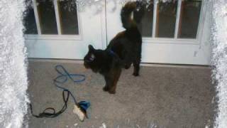 Silent Night Harry Christmas.wmv