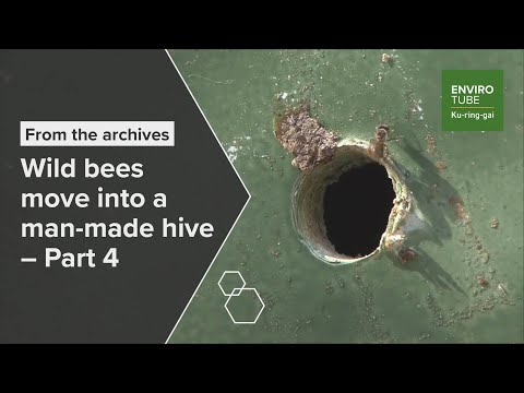 Wild bees move into a man made hive   Part 4