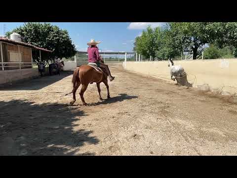 Pial de piquete Juan Soltero