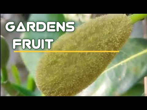 My garden fruits plants