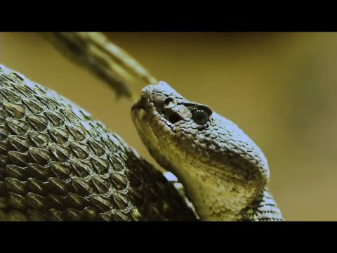 ¿Cuánto cuesta el antídoto anti veneno de serpientes? Estamos en temporadas de picaduras