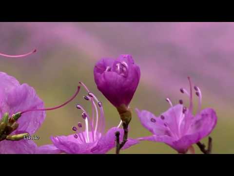 Цветение Весна Красота природы - Flowering Blossom