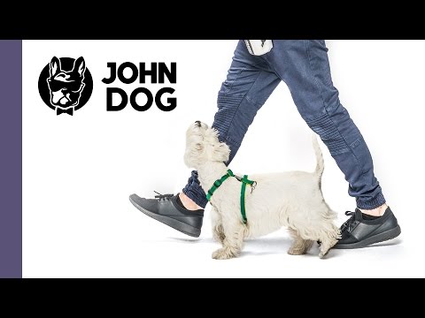 Jak nauczyć psa chodzenia przy nodze? - TRENING PSA - John Dog