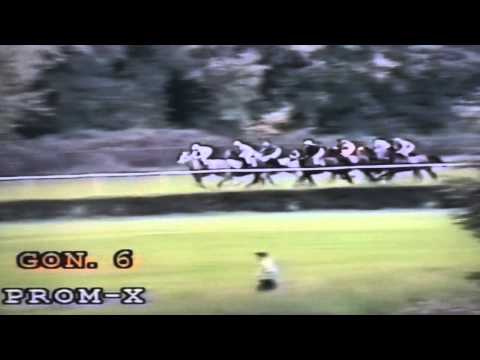 Wyścig II grupy - 30.09.1998 - Drabora (Borek - Dracena)